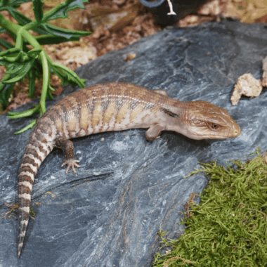 Blauzungenskink mit schöner Heller Farbe