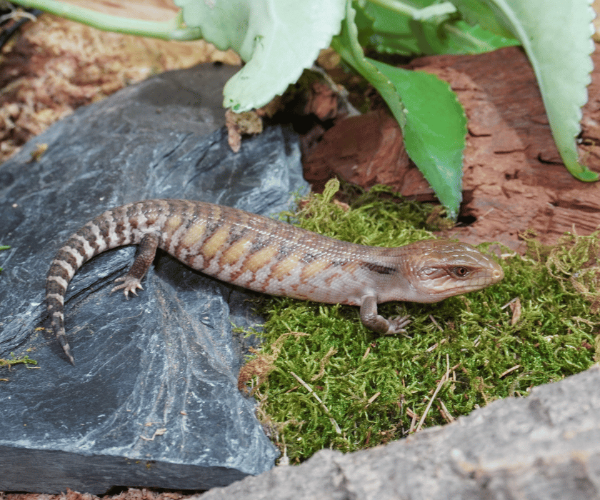 Tiliqua Intermedia3.1
