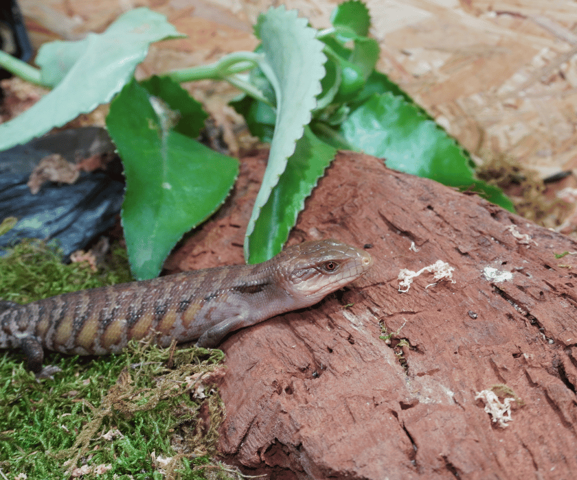 Tiliqua Intermedia3.2
