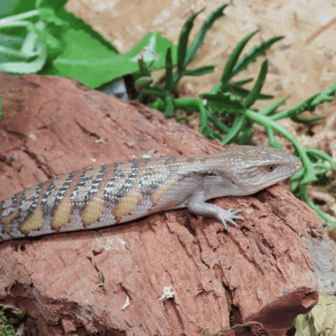 Blauzungenskink