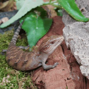 Intermedia Blauzungenskink