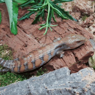 Blauzungenskink