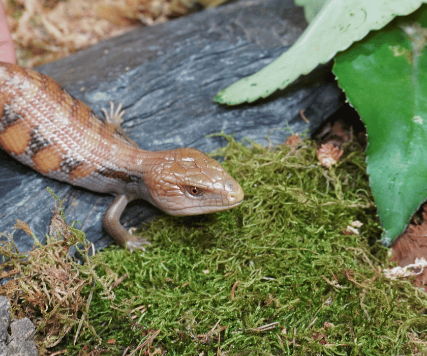 Tiliqua Intermedia6.2