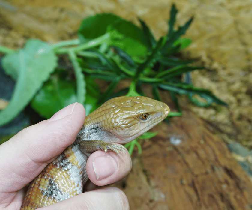 Tiliqua Intermedia6