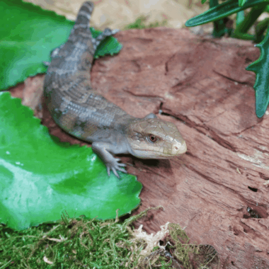 Blauzungenskink Original Intermedia
