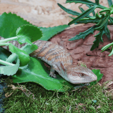 Bluetongue Skink