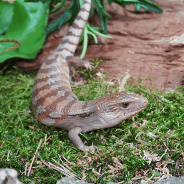 Blauzungenskink bei Rept IQ