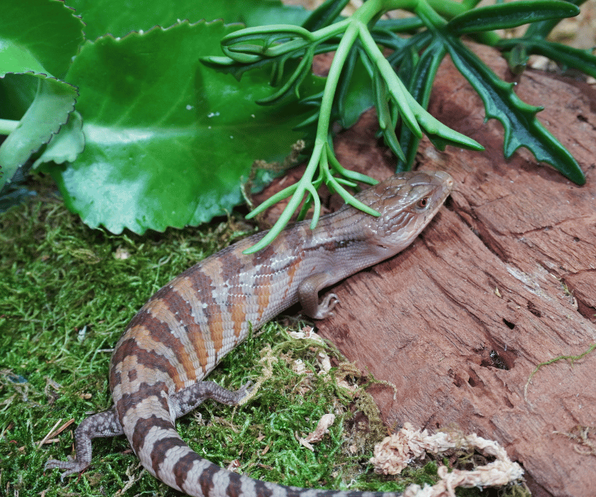 Tiliqua Intermedia9.1