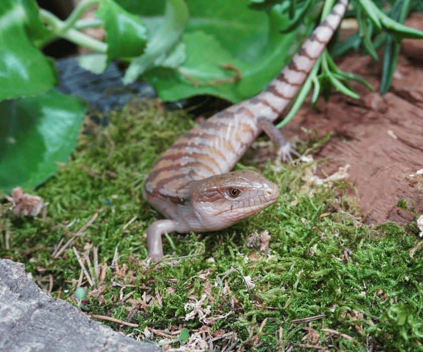 Tiliqua Intermedia9.2