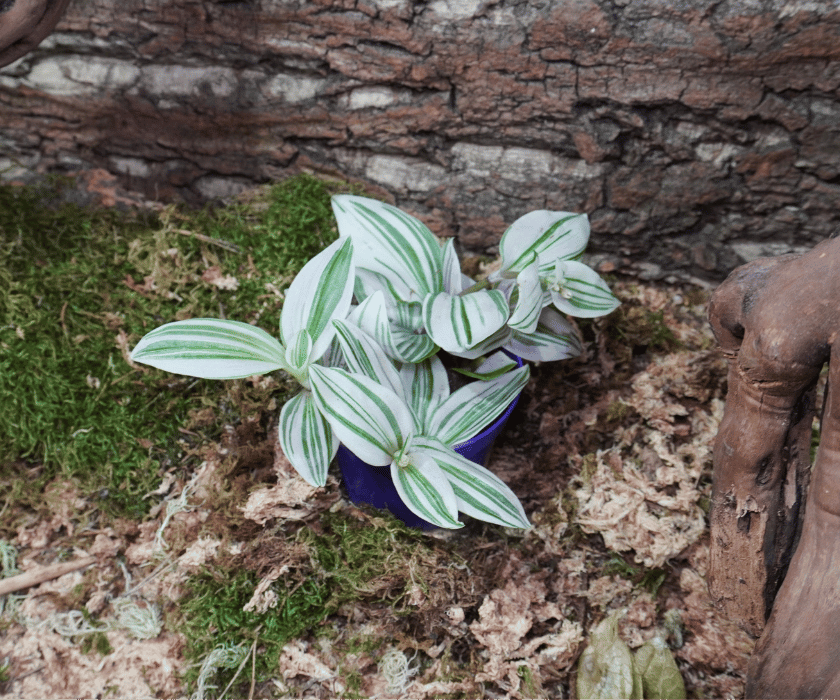 Tradescantia 'Unicorn'