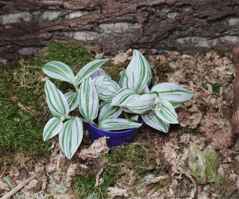 Tradescantia 'Unicorn'2