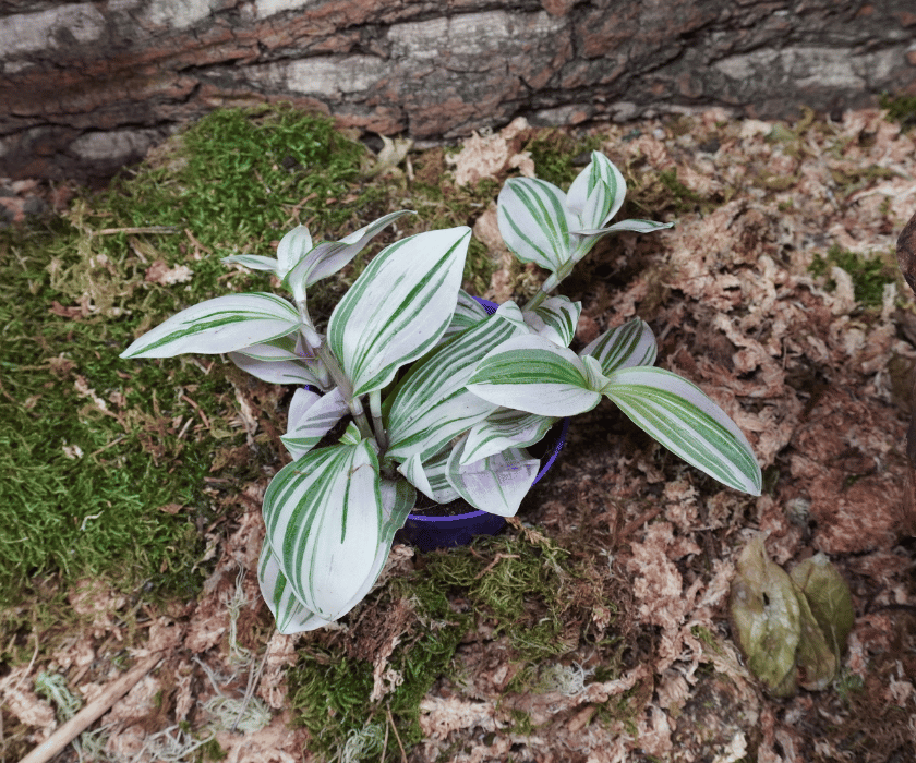 Tradescantia 'Unicorn'3