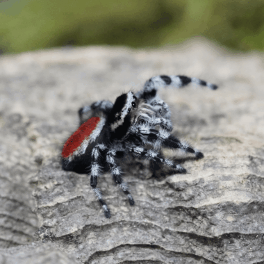 Tyrells Springspinne