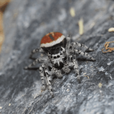 Seltene Tyrells Springspinne