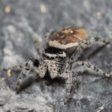 Sandfarbene Tyrells springspinne