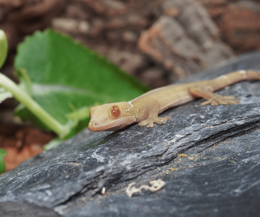Vittatus1.1
