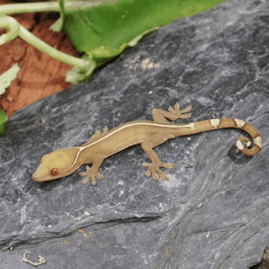 Streifengecko