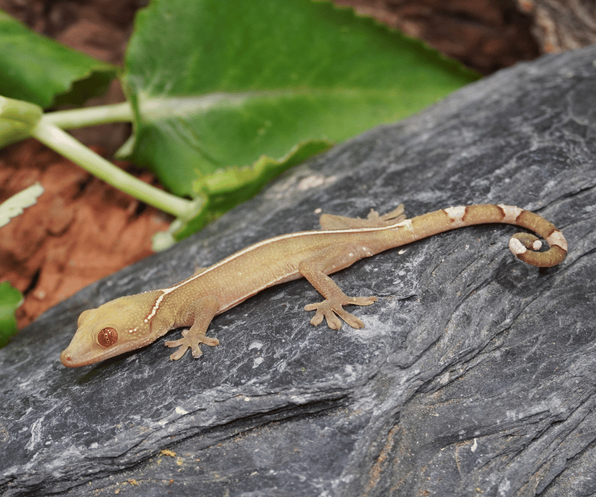 Vittatus1