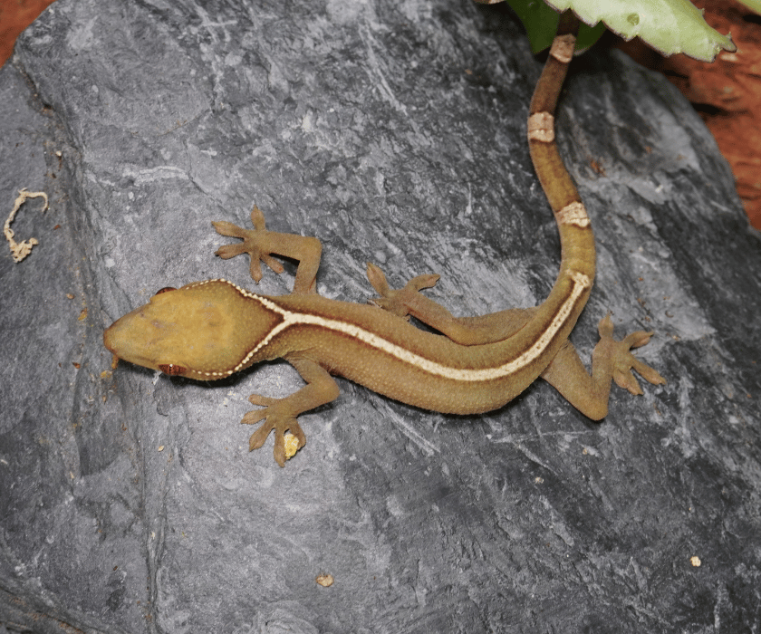 Vittatus2.1