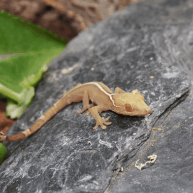 Streifengecko jungtier