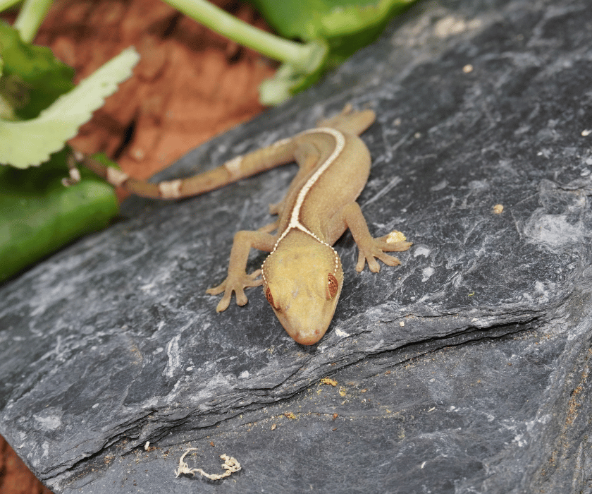 Vittatus2