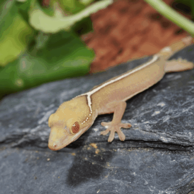 Weißstreifengecko