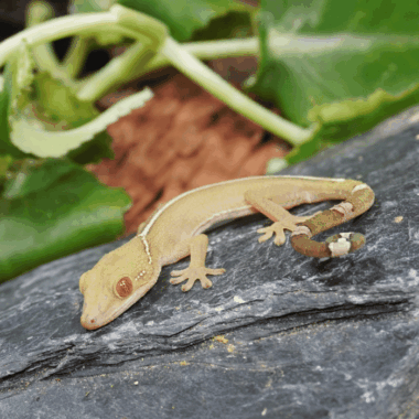 Geckko Vittatus