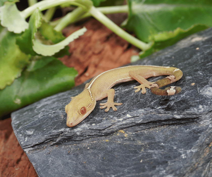 Vittatus4