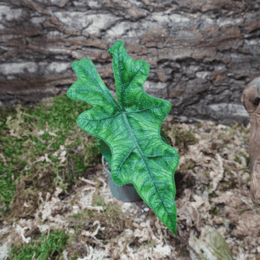 Alocasia Jacklyn Seltene Tropische Pflanze
