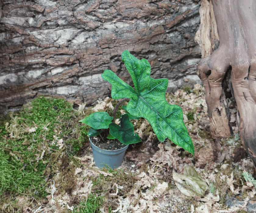 alocasia jacklyn 2