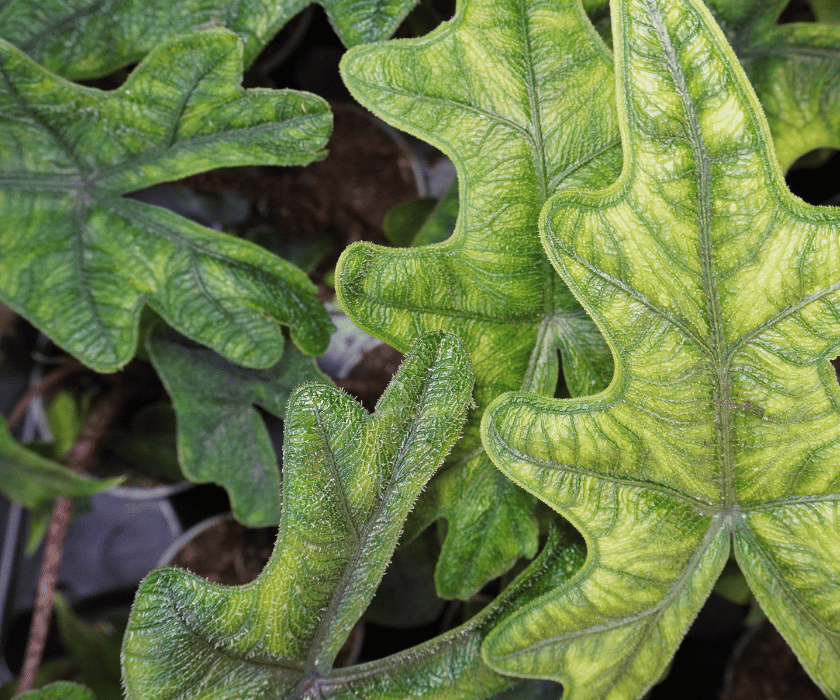 alocasia jacklyn