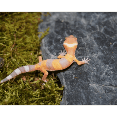 Sunglow gecko