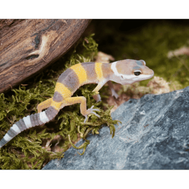 Wüstengecko Baby