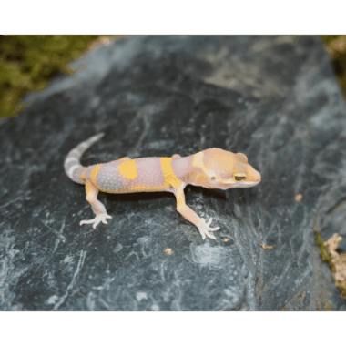 Leopardgecko