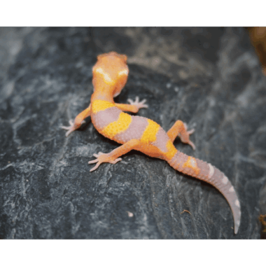 Tangerine gecko