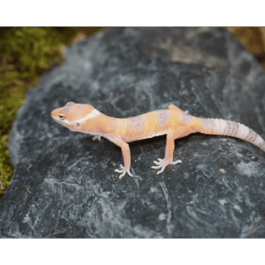 Tangerine gecko