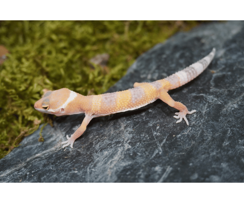 leo 20.2