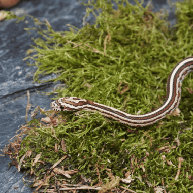 Kornnatter Tessera
