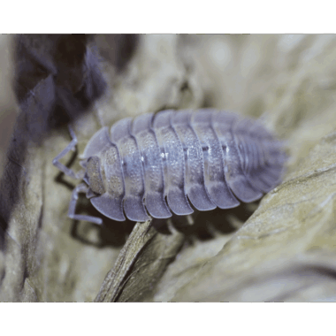 Spatulatus Assel LIght