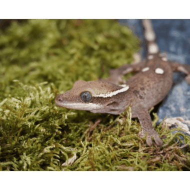 Seltenere Pointet Sarasinorum Gecko